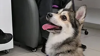 "גורם לכולם לשכוח מהפחד": הכלב שמגיע למחלקה של חולי הסרטן