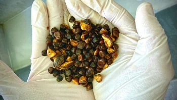 זה החלק הפנימי של הפרה שהפך לאחרונה ליקר יותר מזהב