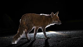 "ראינו אותו רץ על המסלול": שועל הסתנן למטוס - ועיכב את הטיסה