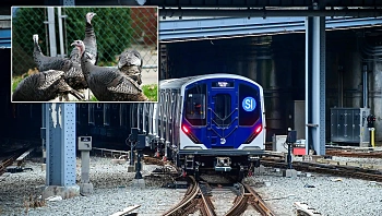 הרכבת נעצרה בגלל להקת תרנגולים - לאחר שפונו, הם חזרו עם חברים