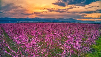 פולחן האביב: הכירו יעד פריחה קסום, מרהיב ולא ממש מוכר
