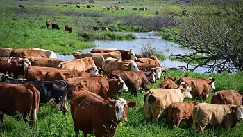 התחזית: מזג אוויר נוח, סיכוי קל לגשם מקומי