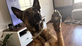 הכלב נבהל באזעקה - ונפל לנחל איילון: "לא ידעתי מה המצב שלו"