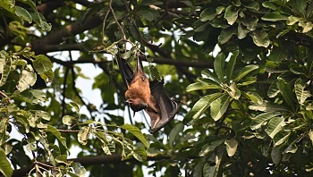 יותר בעלי בתים מדווחים על עטלפים בגג: הסיבות והפתרונות אחד ולתמיד