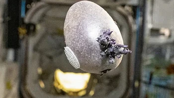 רק נראה כמו חייזר: לא תאמינו ממה עשוי היצור המוזר שהתגלה בחלל