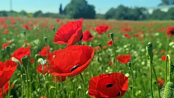 דבר אליי בפרחים: 3 שדות פרגים מרהיבים בסמוך למרחב מוגן