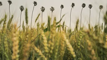 התחזית: מעונן חלקית, גשמים מקומיים בצפון