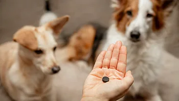 הרעיל כלבים בפארק - והאישה הזאת הקדישה 3 שנים מחייה כדי להפיל אותו