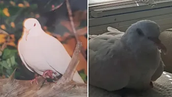 יונת מחמד בת 44 הוכתרה לזקנה בעולם - יותר מכפול מהממוצע