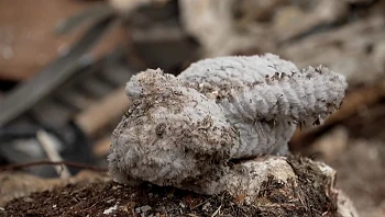 "הרס רב": כך חולצו בני משפחת גרשוביץ' מזירת הנפילה בחיפה