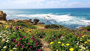 זר פרחים מול הים: טיול פריחה קסום רגע לפני שהאביב נגמר