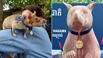 פסל ענק לחולדה: הגיבורה הקטנה שקיבלה אנדרטה משלה