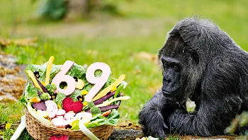 חגיגה בלי עוגה: הגורילה שמציינת 69 שנים - עם תפריט דיאטטי במיוחד