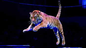 טיגריסים זינקו מבמת הקרקס אל הקהל - ילדים ישבו בשורה הראשונה