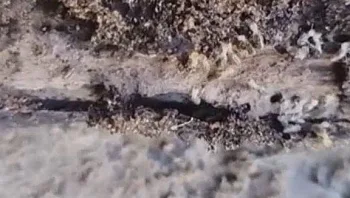 פלישת הטרמיטים: "יכולותיו ייחודיות ואגרסיביות"