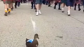ברווז אחד, אלפי אוהדים: הקמע המפתיע של סקוטלנד במונדיאל