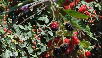 אטרקציה שמשאירה טעם של עוד: המשק החקלאי שמשלב בוסתן אקזוטי ייחודי יחד עם קטיף עצמי