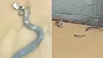 מאות נחשים מסוכנים נמלטו מחוות גידול, תושבים מסתגרים בבתיהם