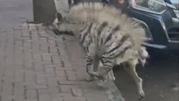 אורח מיוחד: סיון יצאה מהקליניקה - ונתקלה בצבוע ענק