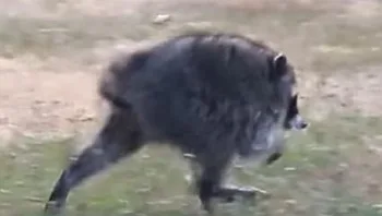 הוא נראה כמו יצור מיתי - אך זה רק מום בעמוד השדרה של דביבון