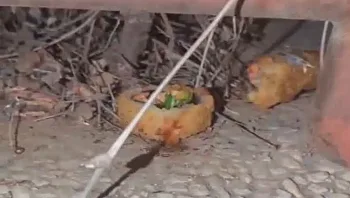 הפיל משלוח של סושי על הרצפה - ואסף אותו חזרה לקופסה