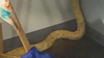 נחש נמלט מהכלוב - והצית שמונה כיתות בבית ספר