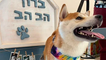 חופשה עם החבר הכי טוב: מלונות ומסלולים ידידותיים לכלבים