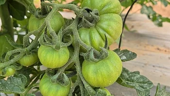 אין כוח לבשל? 6 ארוחות קלות שמתחילות במה שיש במקרר