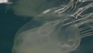 טרגדיה בתאילנד: ישראלי בן 9 מת מצריבת מדוזה