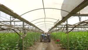 זעקת החקלאים: לא אנחנו אשמים בעליית מחירם של הפירות והירקות