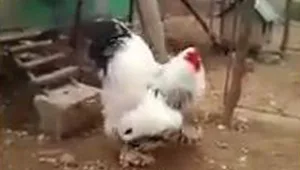 התרנגול הגדול ביותר שראיתם