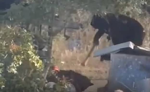 המשטרה חוקרת: רעול פנים תועד מתעלל בכלב בכפר פלסטיני בשומרון | חדשות 13