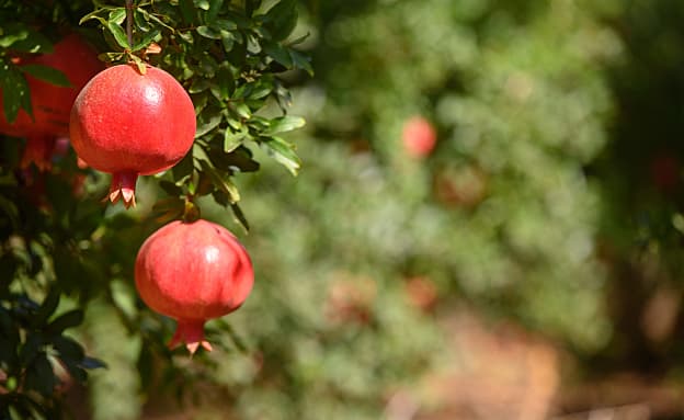 התחזית לחג: נאה וחם, ירידה בטמפ’ החל מאמצע השבוע | חדשות 13