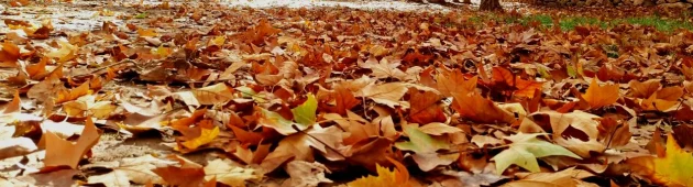 נעים בסתיו - טיולי שלכת בעונה הכי קצרה בישראל