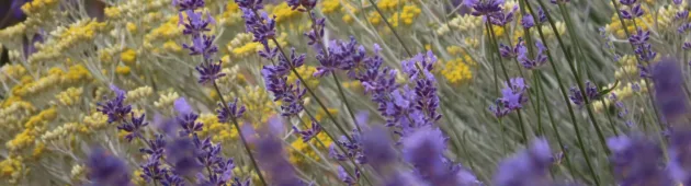 פרובנס זה כאן: תכירו את מרבדי הלבנדר ברמת הגולן
