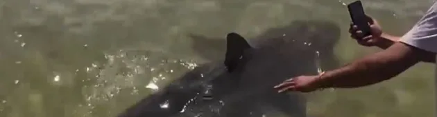 תושבי חדרה מודאגים? הכרישים שנצפו באזורים בהם לא נראו בעבר