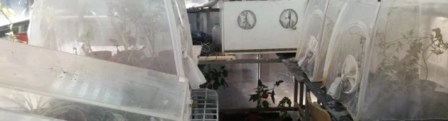 כמה קטן, ככה מעופף: כך חרקים זעירים עפים נגד הרוח