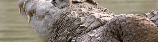 כלא התנינים של טראמפ באלקטרז - וההשראה בישראל