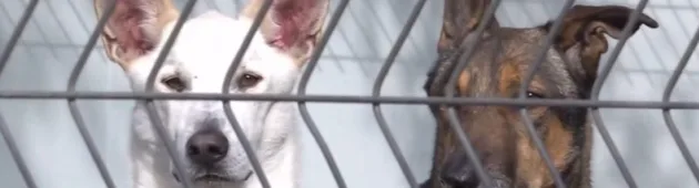 סמל סטטוס: המוני כלבים במכלאות - רק כי לא נולדו לגזע מבוקש