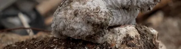 "הרס רב": כך חולצו בני משפחת גרשוביץ' מזירת הנפילה בחיפה