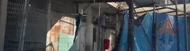 תיעוד ממצלמה נסתרת: הגנים בי-ם שמסכנים חיים של אלפי ילדים