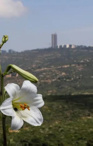 בול בזמן: 3 מסלולים בלב הכרמל, בעקבות הפרח המרשים והנדיר