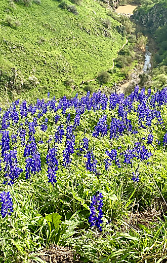 בלי לוגיסטיקה מיותרת: 8 מסלולי טיול מעגליים ויפים בצפון