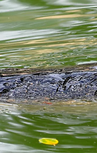 ההצעה החריגה שנבחנת בשב"ס: הקמת מתקן כליאה מוקף תנינים