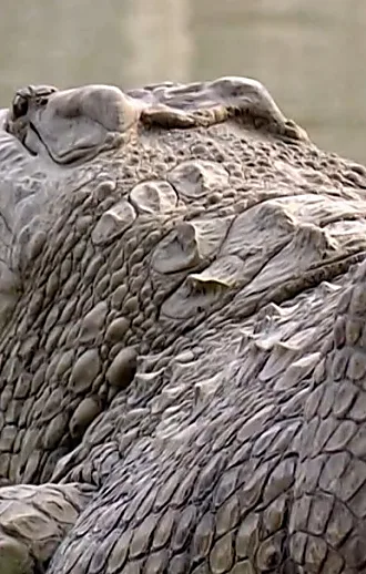 כלא התנינים של טראמפ באלקטרז - וההשראה בישראל