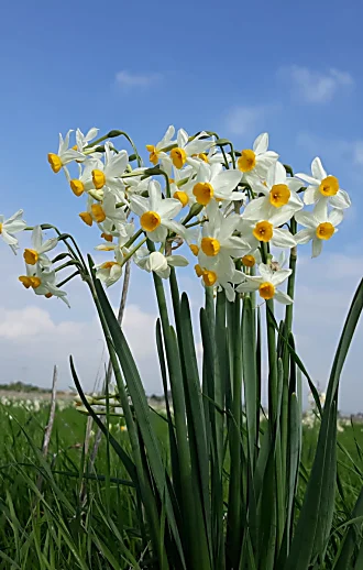 מלך הביצה והבוץ: טיול אל פריחת הנרקיסים, לפני או אחרי הגשמים