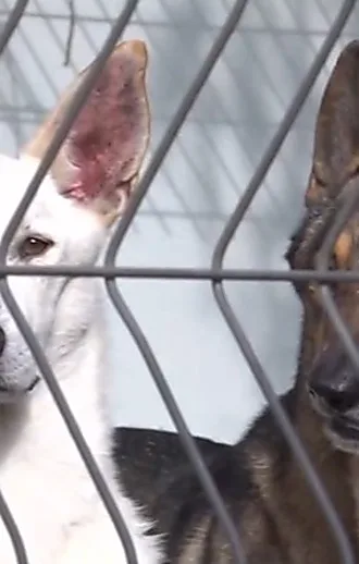 סמל סטטוס: המוני כלבים במכלאות - רק כי לא נולדו לגזע מבוקש