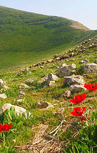 העונה הירוקה: 3 סיבות לצאת לבילוי בטבע דווקא עכשיו