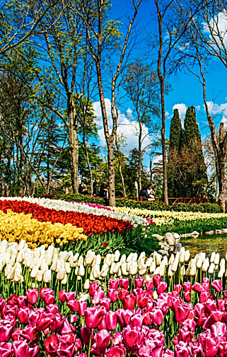 אביב מסביב: 5 יעדי פריחה שהופכים את העולם לססגוני יותר