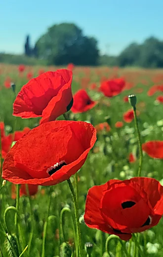 דבר אליי בפרחים: 3 שדות פרגים מרהיבים בסמוך למרחב מוגן